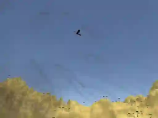 Gêm Toucan Shooter ar-lein