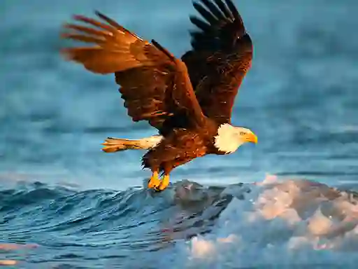 Gêm Animals Jigsaw Puzzle Eagle ar-lein