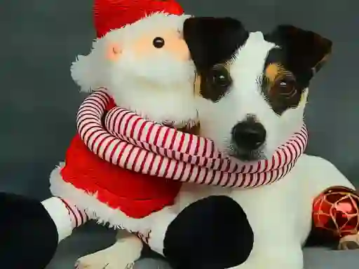 Gêm Funny Christmas Dogs ar-lein