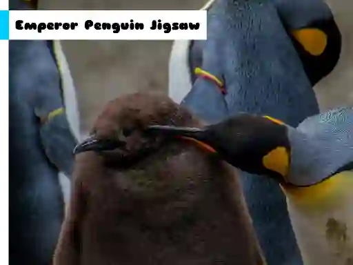 Gêm Emperor Penguin Jigsaw ar-lein