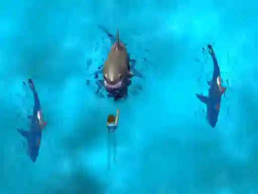 Gêm Avoid the Sharks ar-lein