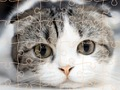 Gêm Amser Pos Cats  ar-lein