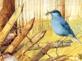 Gêm Adar: posau celf  ar-lein