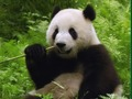 Gêm Pos Pandas  ar-lein