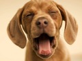 Gêm Doggy doniol  ar-lein