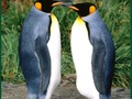 Gêm Pos Penguin  ar-lein