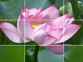 Gêm Blodau Lotus  ar-lein