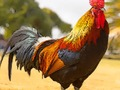 Gêm Pos Adar Domestig  ar-lein