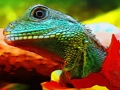 Gêm Jig-so Draig Dŵr Tsieineaidd  ar-lein