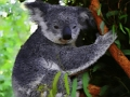 Gêm Arth Koala Ciwt Babi  ar-lein