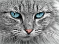 Gêm Jig-so Cat Eye  ar-lein