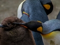 Gêm Jig-so Ymerawdwr Penguin  ar-lein
