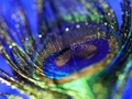 Gêm Jig-so Plu Peacock  ar-lein