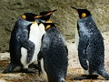 Gêm Jig-so y Brenin Penguin  ar-lein