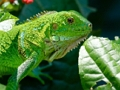 Gêm Iguana gwyllt  ar-lein