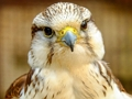Gêm Jig-so Gyrfalcon  ar-lein