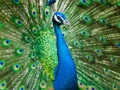 Gêm Jig-so Peacock  ar-lein