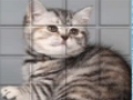 Gêm Cat PicPu  ar-lein