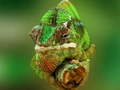 Gêm Jig-so Cameleon  ar-lein