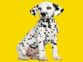 Gêm Pos Jig-so Phantom Pups  ar-lein