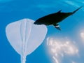 Gêm Syrffio Stingrays  ar-lein