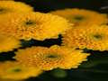 Gêm Jig-so Chrysanthemums  ar-lein