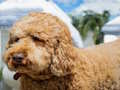 Gêm Pos Labradoodle  ar-lein