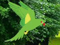 Gêm Parot Dod o Hyd i'r Nyth  ar-lein