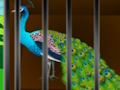 Gêm Rhyddhewch y Prydferthwch Caged  ar-lein