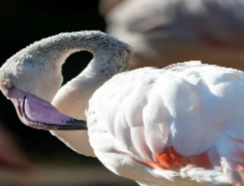 Gêm Jig-so Adar Flamingo  ar-lein
