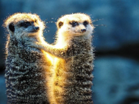 Gêm Jig -so cwpl meerkat  ar-lein